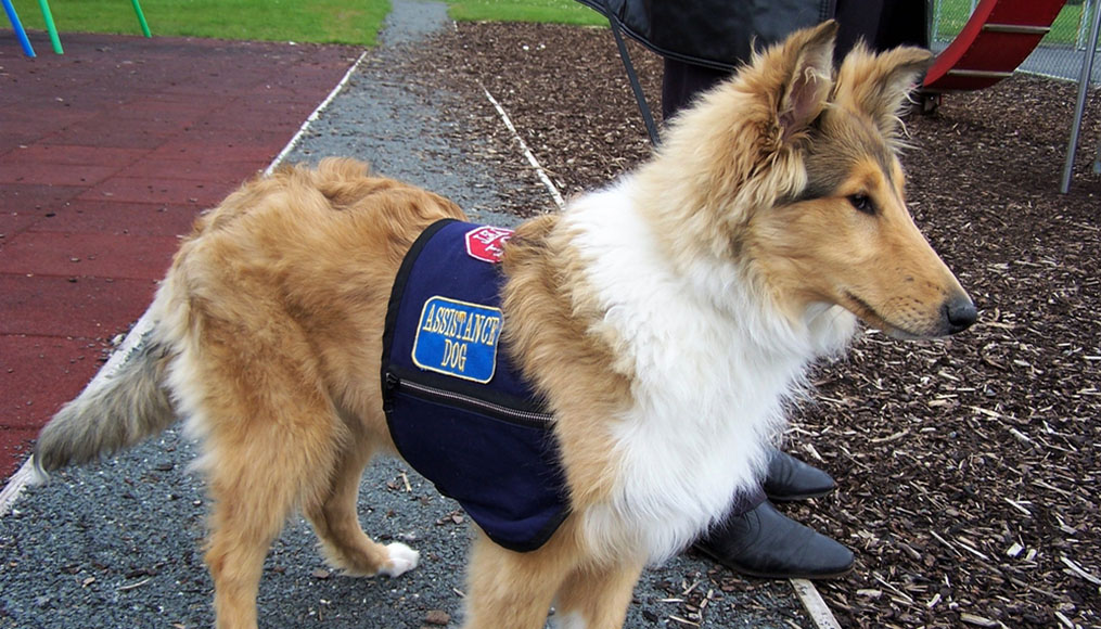 is a service dog covered by insurance