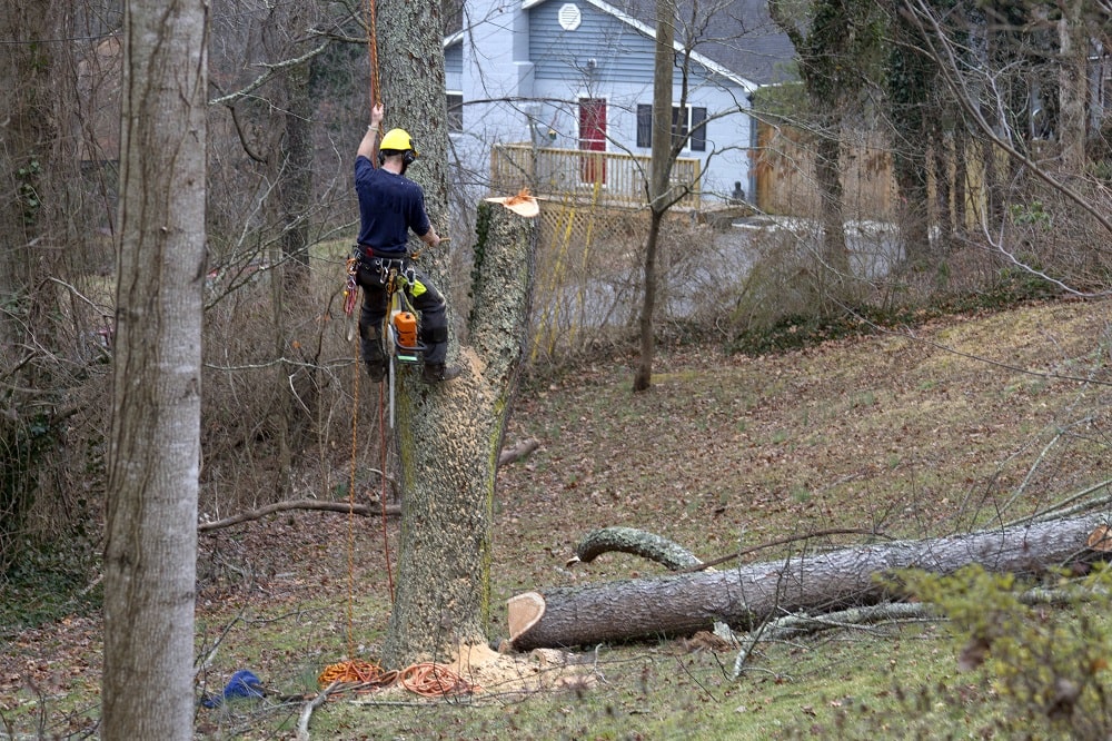 Will Allstate Homeowners Insurance Cover Tree Removal