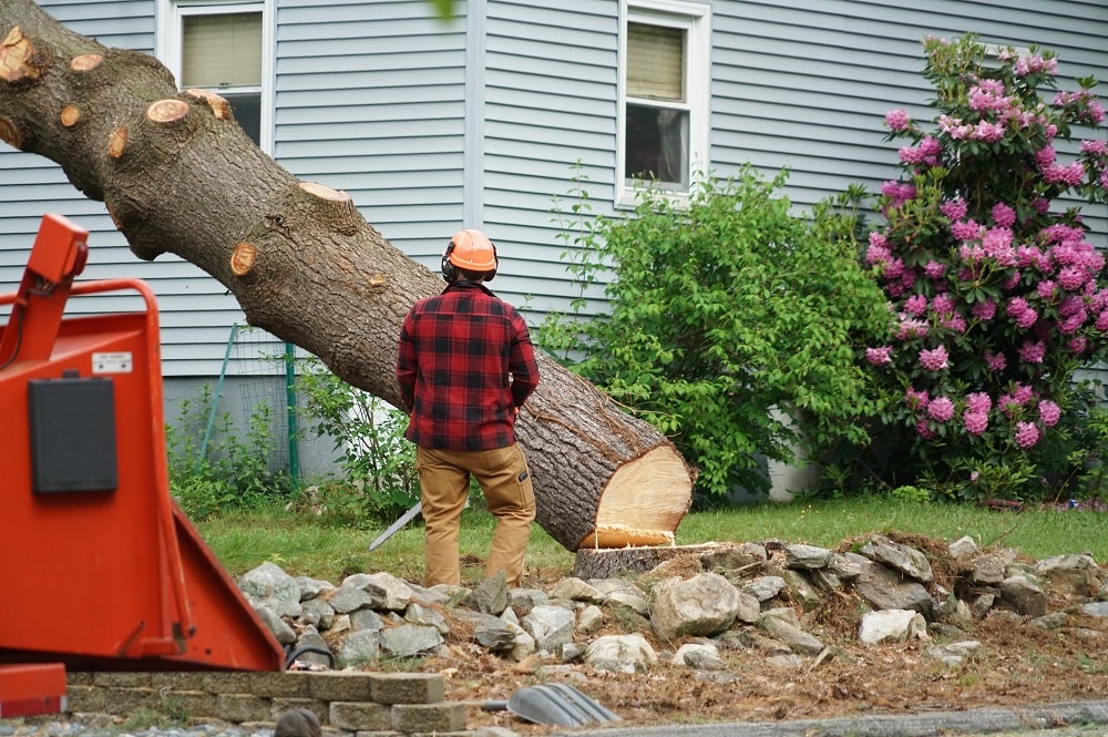 Homeowners Insurance Cover Tree Removal, Will Homeowners Insurance Cover Landscaping
