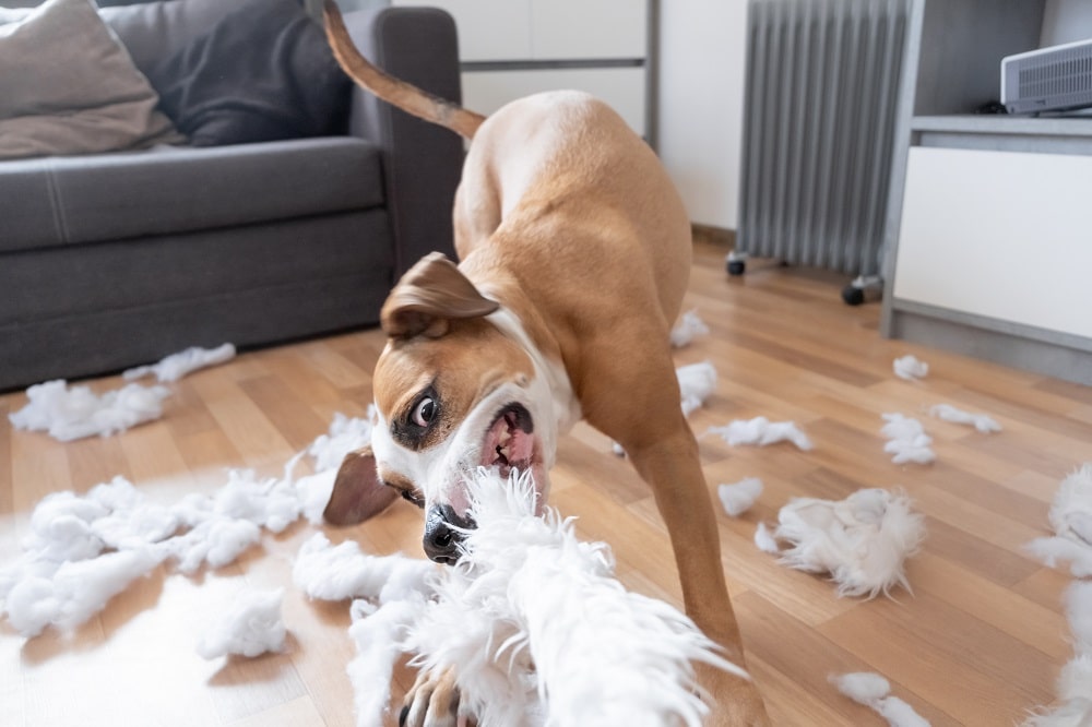 does having a dog affect renters insurance