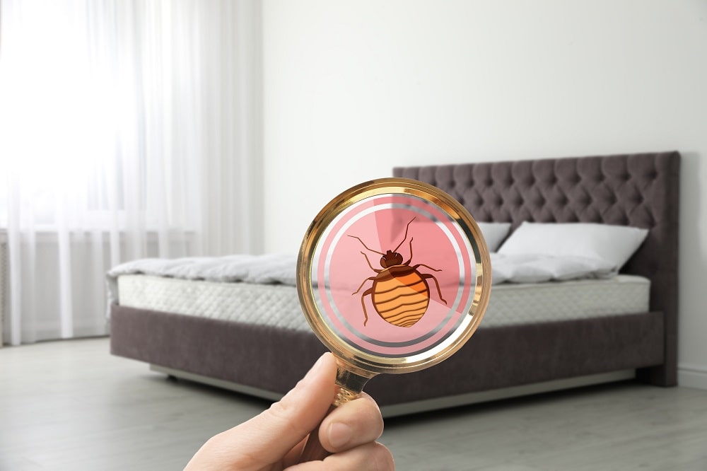 Does Homeowners Insurance Cover Bed Bugs?