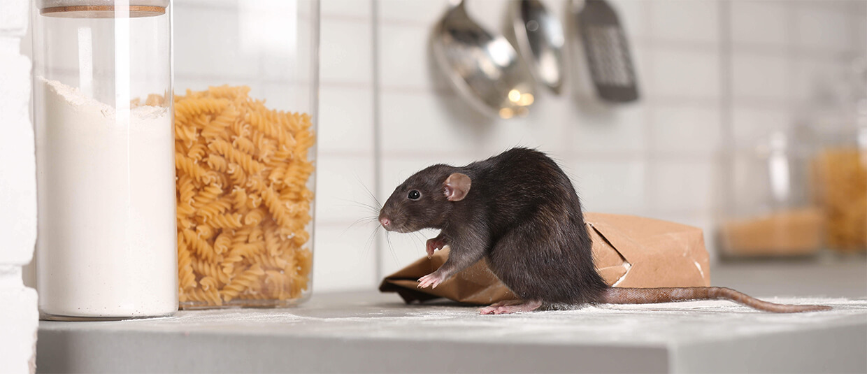 Does Home Insurance Cover Pest Control? Does Home Insurance Cover Pest Control?