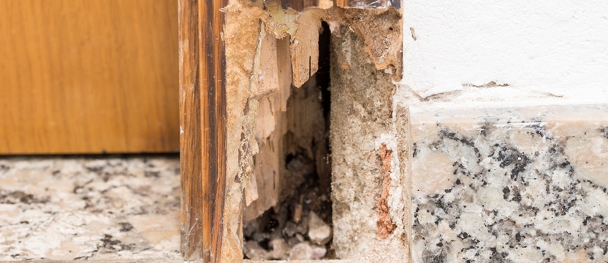 Does Homeowners Insurance Cover Dry Rot?