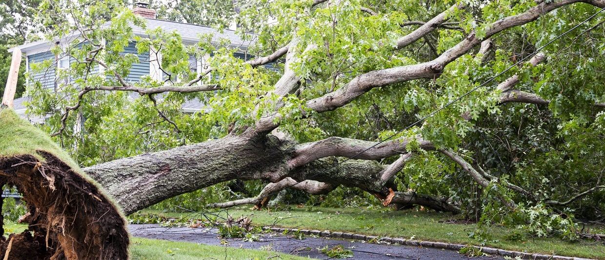 Who Is Liable When A Tree Falls On A Neighbors Property