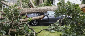 Does Car Insurance Cover Tree Damage?