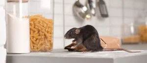 Does Home Insurance Cover Pest Control?