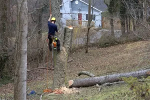 Does Homeowners Insurance Cover Diseased Tree Removal?