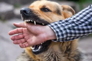 Does Homeowners Insurance Cover Dog Bites?