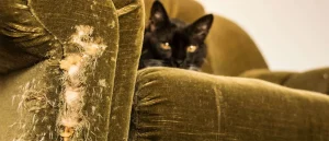 Does Homeowners Insurance Cover Pet Damage?