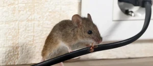 Does Homeowners Insurance Cover Rodent Damage?