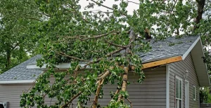 Does Homeowners Insurance Cover Tree Damage?