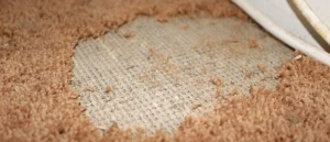 Does Renters Insurance Cover Carpet Damage?