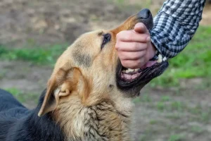 Does Renters Insurance Cover Dog Bites?