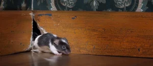 Does Renters Insurance Cover Rodent Damage?