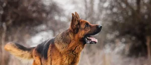 Understanding Homeowners Insurance Dog Breed Restrictions