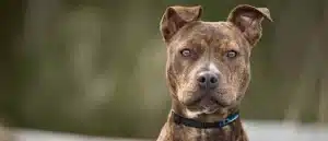 What Does Homeowners Insurance Not Cover?