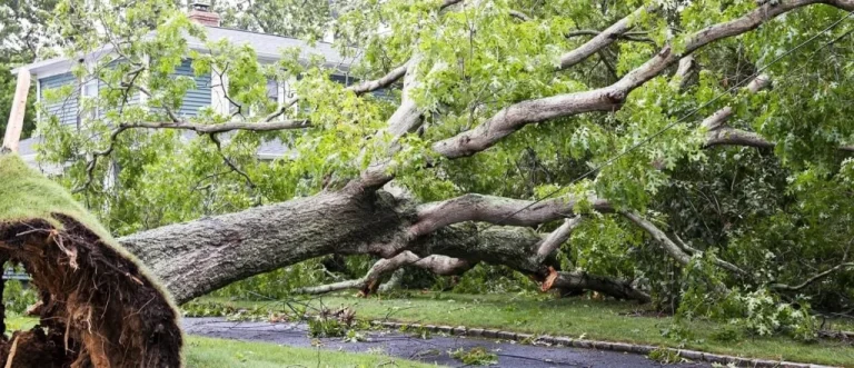 Who Is Liable When a Tree Falls on a Neighbor’s Property?